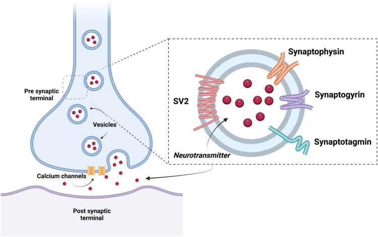 [<sup>18</sup>F]SynVest-1 PET imaging in people with Parkinson's disease.
