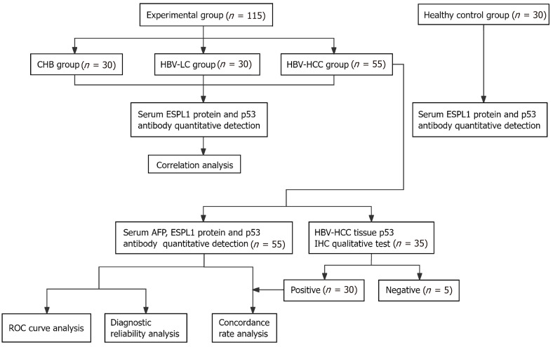 Evaluating serum extra spindle pole bodies-like 1 protein <i>vs</i> p53 antibody for hepatitis B virus-related hepatocellular carcinoma diagnosis.