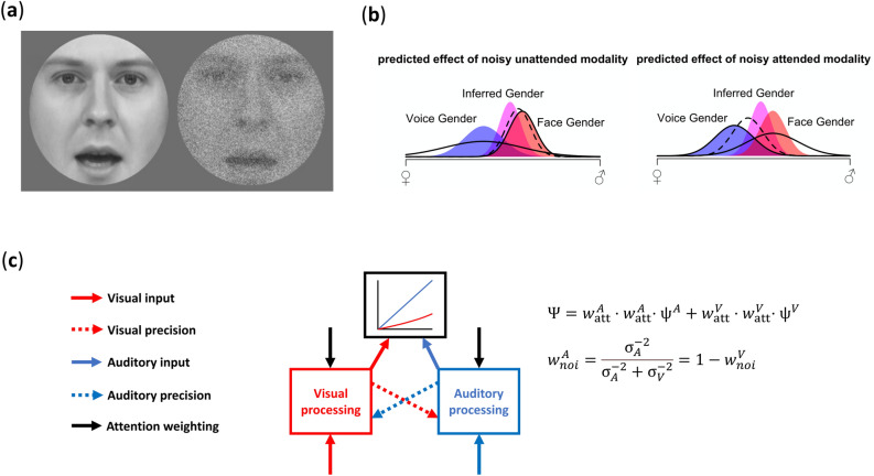 Directed attention influences optimality of top-down and bottom-up multi-modal perceptual integration.
