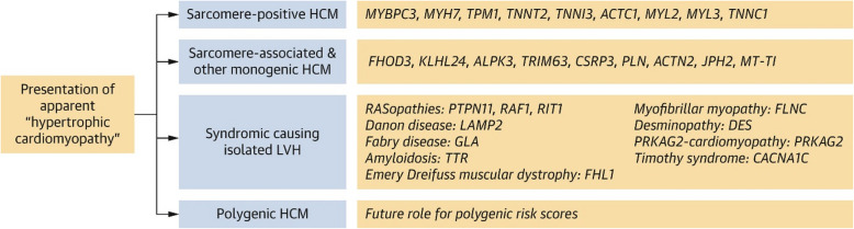 Genetic insights into hypertrophic cardiomyopathy: pathogenesis, diagnosis, and therapeutic implications.