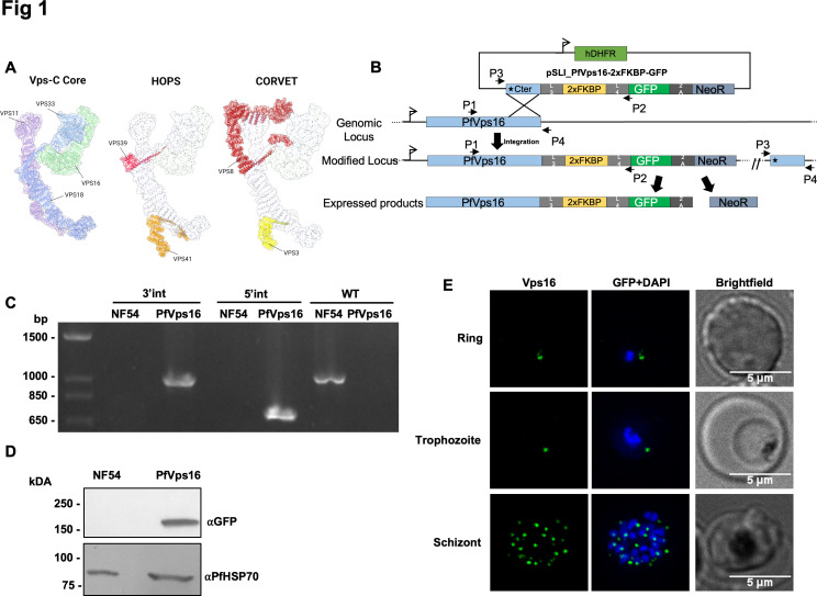 The <i>Plasmodium falciparum</i> homolog of Vps16 interacts with the core members of the Vps-C tethering complex.