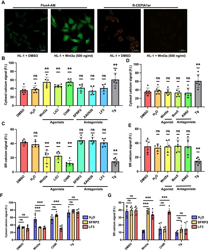 Wnt/β-catenin pathway induces cardiac dysfunction via AKAP6-mediated RyR2 phosphorylation and sarcoplasmic reticulum calcium leakage.