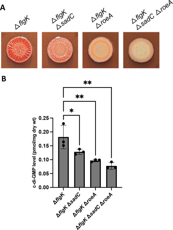 Genetic analysis of flagellar-mediated surface sensing by <i>Pseudomonas aeruginosa</i> PA14.