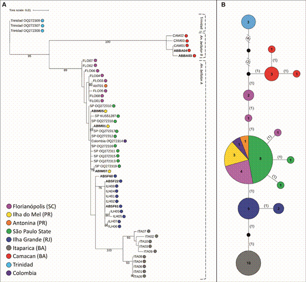 Population structure of Anopheles (Kerteszia) bellator in the Brazilian Atlantic Forest.