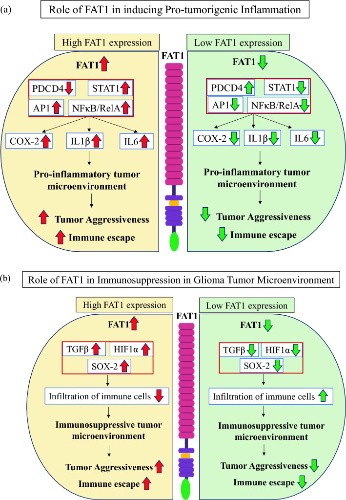 Immune factors and their role in tumor aggressiveness in glioblastoma: Atypical cadherin FAT1 as a promising target for combating immune evasion.