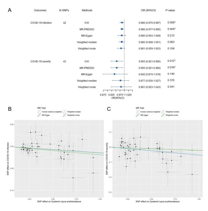 Exploring the complex relationship between systemic lupus erythematosus and coronavirus disease 2019: genetic insights and potential protective mechanisms.