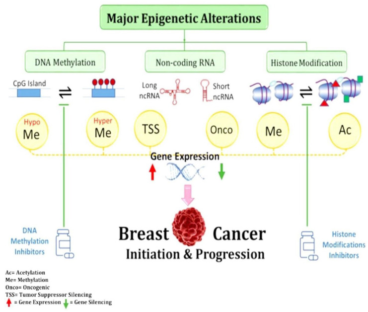 Recent Insights Into Breast Cancer: Molecular Pathways, Epigenetic Regulation, and Emerging Targeted Therapies.