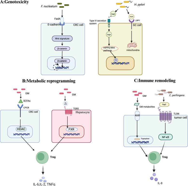 Gut microbiome in gastrointestinal neoplasms: from mechanisms to precision therapeutic strategies.