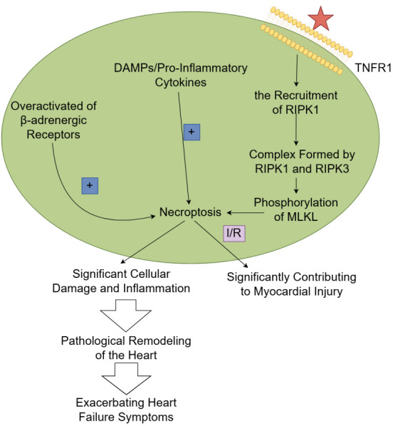 Programmed Cell Death in Heart Failure: Mechanisms, Impacts, and Therapeutic Prospects.