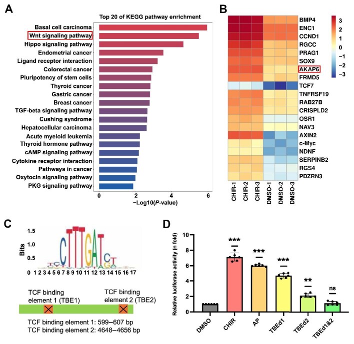 Wnt/β-catenin pathway induces cardiac dysfunction via AKAP6-mediated RyR2 phosphorylation and sarcoplasmic reticulum calcium leakage.