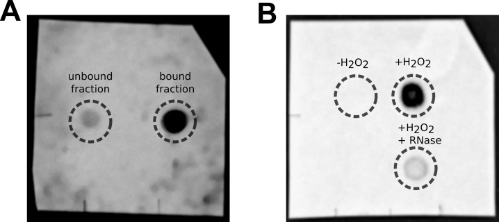 APEX2 RNA Proximity Labeling in Mammalian Cell Lines With Low Biotin Permeability.