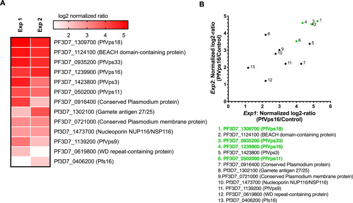 The <i>Plasmodium falciparum</i> homolog of Vps16 interacts with the core members of the Vps-C tethering complex.