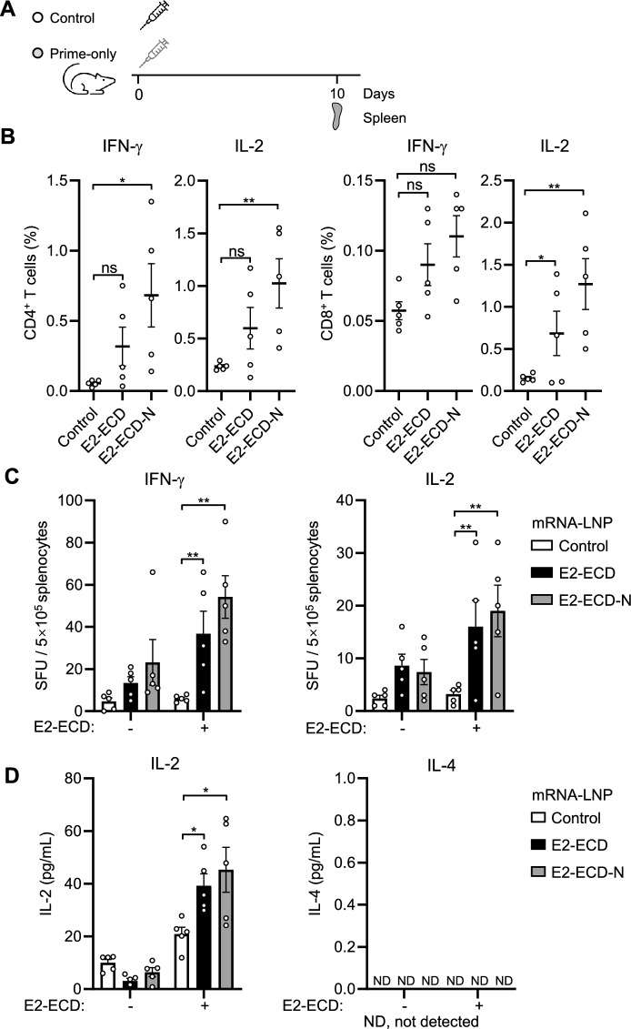 A single-dose mRNA vaccine encoding the classical swine fever virus E2-ECD induces durable protective immunity in rabbits.