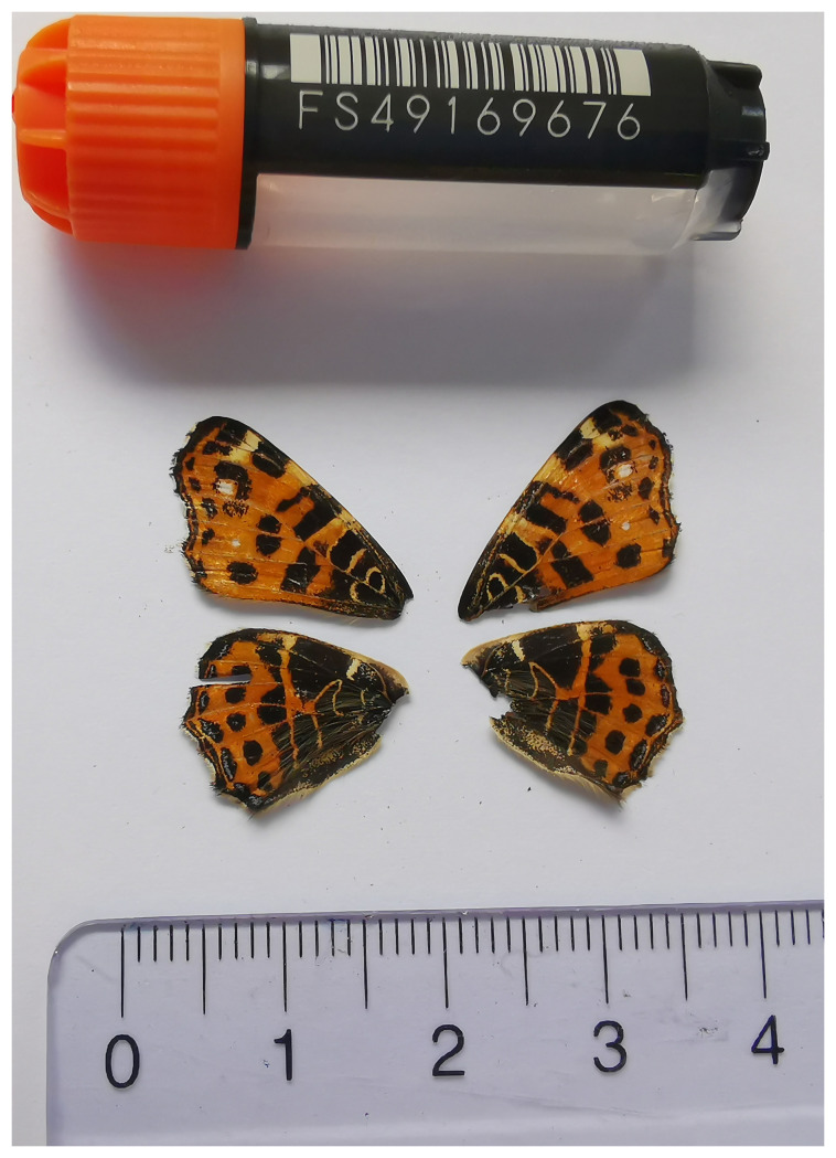 The genome sequence of the Map, <i>Araschnia levana</i> (Linnaeus, 1758) (Lepidoptera: Nymphalidae).