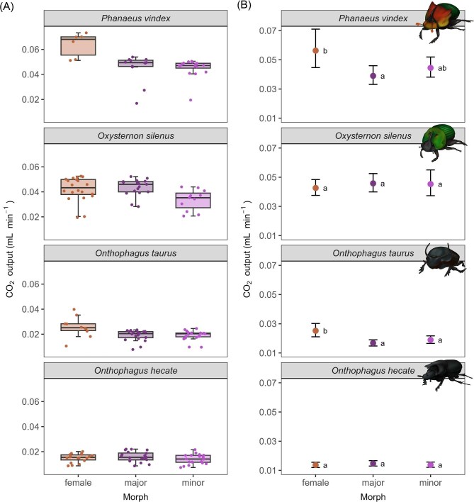 Testing for Differences in Metabolism Among Females and Dimorphic Males of Four Dung Beetle Species (Coloeoptera: Scarabaeinae).