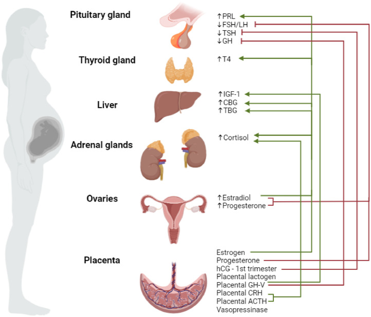 Pituitary disorders in pregnancy.