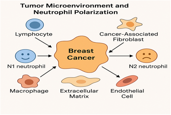N1 and N2 neutrophil subtypes in breast cancer: functional implications and clinical perspectives: a narrative review.