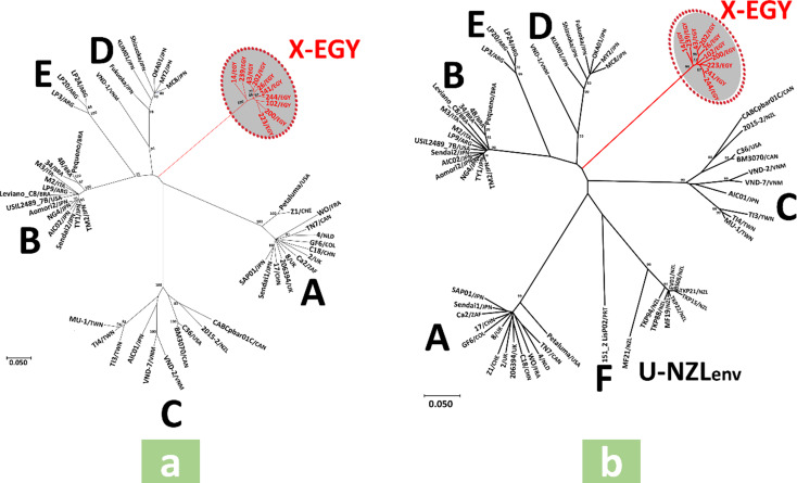 Ancient and dominant: a novel feline immunodeficiency virus subtype "X-EGY" identified in Egyptian cats associated with high prevalence.