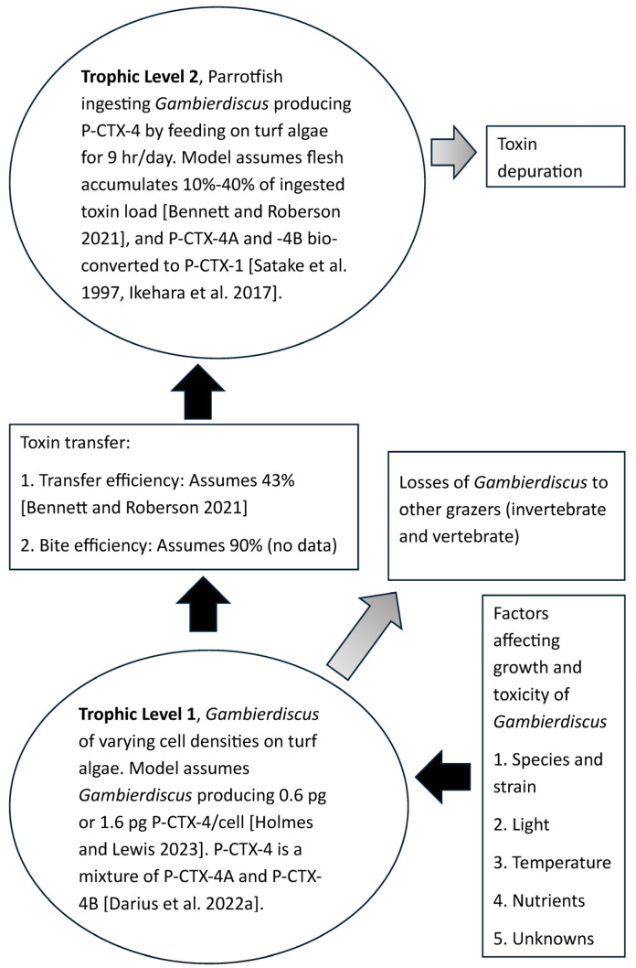 Modelling the Bioaccumulation of Ciguatoxins in Parrotfish on the Great Barrier Reef Reveals Why Biomagnification Is Not a Property of Ciguatoxin Food Chains.