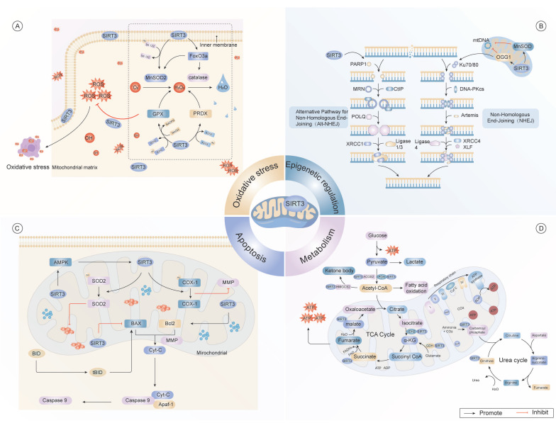 Roles of SIRT3 in aging and aging-related diseases.