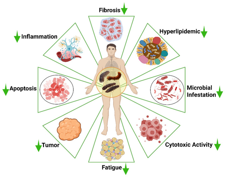 Therapeutic Potential of Sea Cucumber-Derived Bioactives in the Prevention and Management of Brain-Related Disorders: A Comprehensive Review.
