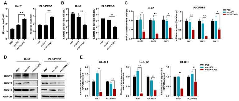 An Oncolytic Vaccinia Virus Expressing Aphrocallistes Vastus Lectin Modulates Hepatocellular Carcinoma Metabolism via ACSS2/TFEB-Mediated Autophagy and Lipid Accumulation.