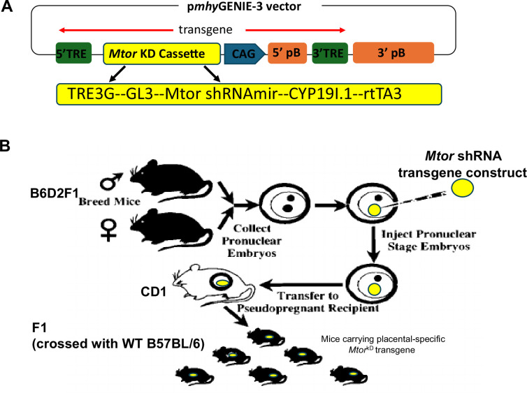 PiggyBac transposase-mediated inducible trophoblast-specific knockdown of Mtor decreases placental nutrient transport and fetal growth.