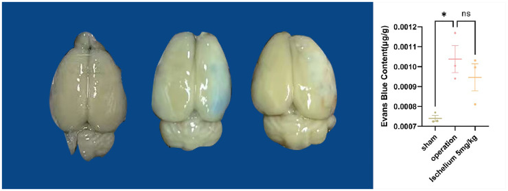 Exploring the protective effects of ischelium on rat brain ischemia-reperfusion injury.