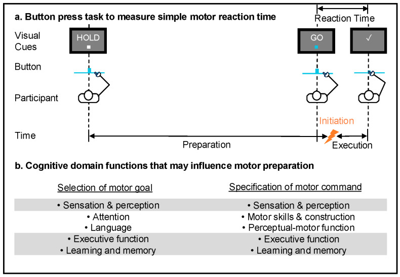 Limited Evidence to Review-Is There an Association Between Cognition and Upper Extremity Motor Reaction Time in Older Adults?