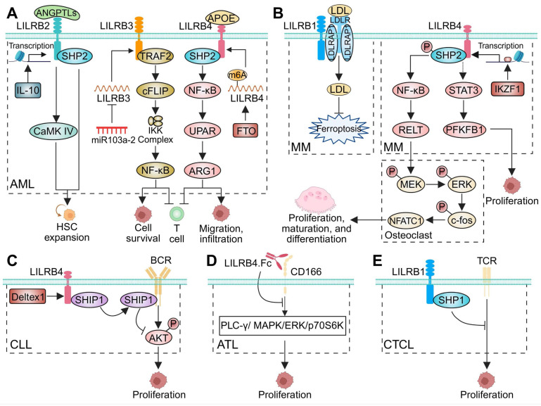 Inhibitory leukocyte immunoglobulin-like receptors, subfamily B (LILRBs) in human diseases: structure, roles, mechanisms, and clinical applications.