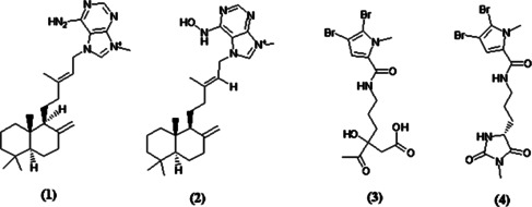 Molecular docking and in vitro anticancer evaluation of potential compounds derived from Indonesian sponge Agelas nakamurai.