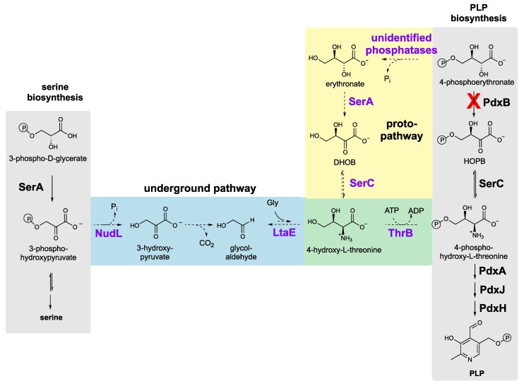 Mutations Elevate an Underground Pathway to a Physiologically Relevant Protopathway.