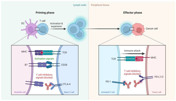 Safety and Efficacy of Immune Checkpoint Inhibitors in Human Immunodeficiency Virus-Associated Cancer: A Systematic Scoping Review.