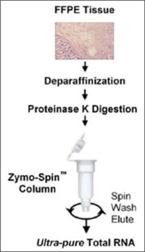 Development of a BALB/c mice model for blue light retinal damage.