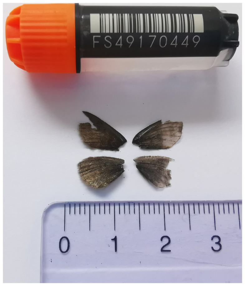 The genome sequence of <i>Glacies alpinata</i> (Scopoli, 1763) (Lepidoptera: Geometridae).