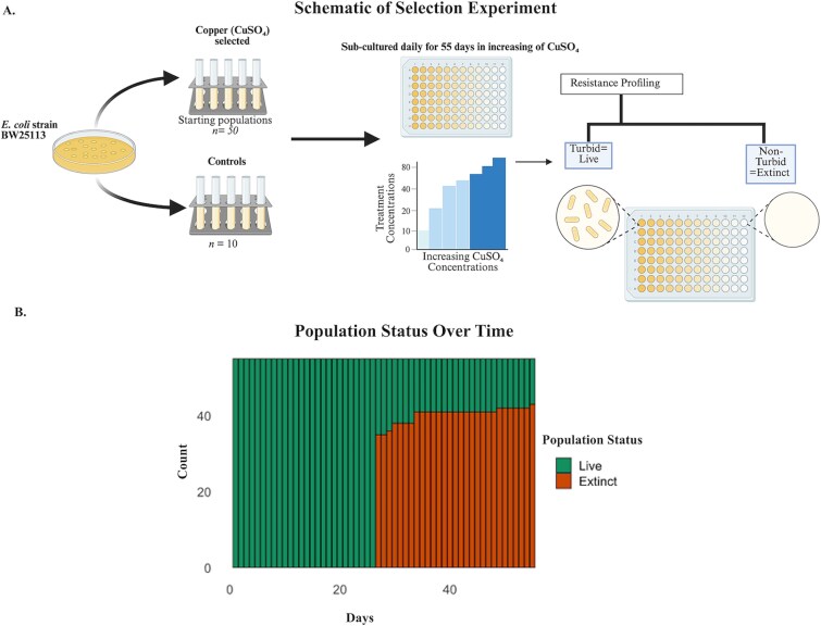 Survival, resistance, and fitness dynamics of <i>Escherichia coli</i> populations after prolonged exposure to copper.