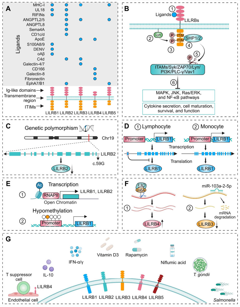 Inhibitory leukocyte immunoglobulin-like receptors, subfamily B (LILRBs) in human diseases: structure, roles, mechanisms, and clinical applications.