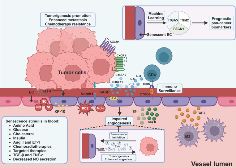 The Role of Senescence, its Therapeutic Relevance and Clinical Implications in the Tumor Microenvironment.