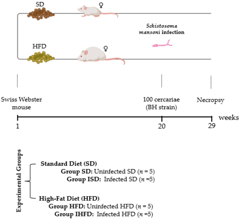 The Intersection Between <i>Schistosoma mansoni</i> Infection and Dyslipidemia Modulates Inflammation in the Visceral Adipose Tissue of Swiss Webster Mice.