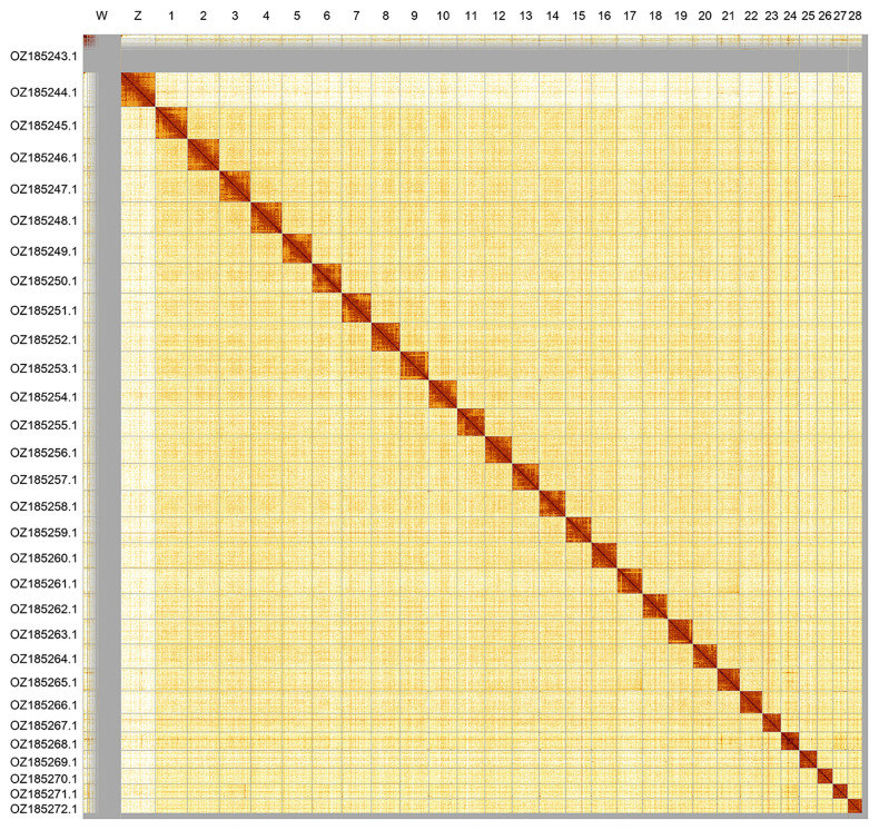 The genome sequence of the Dusky Meadow Brown, <i>Cercyonis lycaon</i> (Lepidoptera: Nymphalidae).