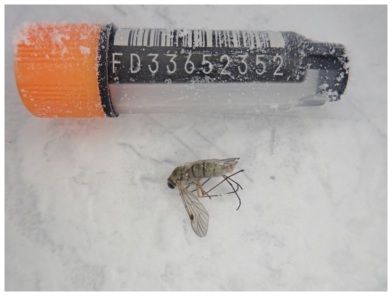 The genome sequence of the Little Snipefly, <i>Chrysopilus asiliformis</i> (Preyssler, 1791).
