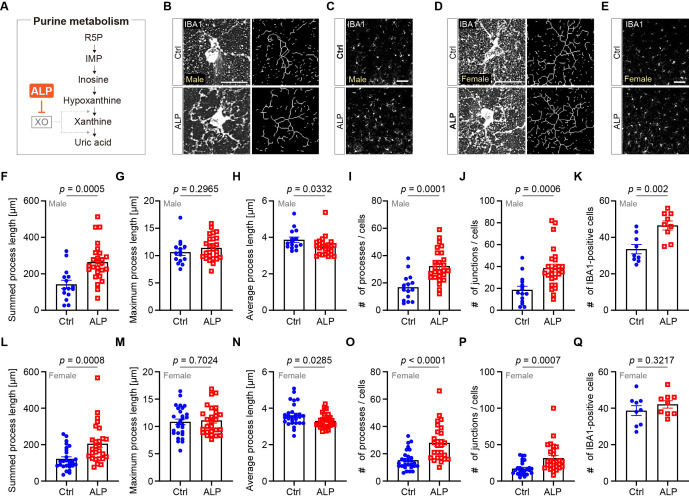 Allopurinol treatment changes microglial characteristics in neonatal mice.