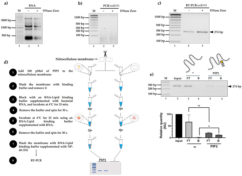 Small Nucleolar RNA from <i>S. cerevisiae</i> Binds to Phosphatidylinositol 4,5-Bisphosphate.