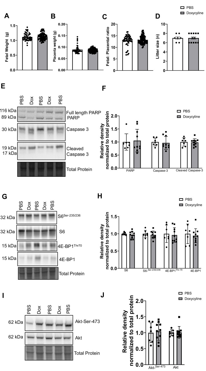 PiggyBac transposase-mediated inducible trophoblast-specific knockdown of Mtor decreases placental nutrient transport and fetal growth.