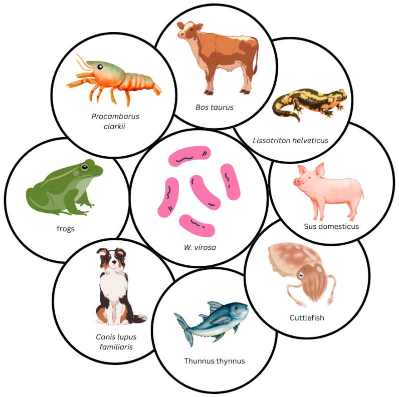 Beyond the Usual Suspects: <i>Weeksella virosa</i> as a Potential Human and Animal Pathogen.