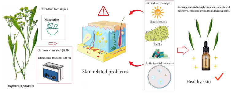 Unveiling the antimicrobial, biofilm inhibition, and photoprotective potential of Bupleurum falcatum L. for dermatological applications.