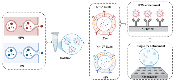 On the dilemma of using single EV analysis for liquid biopsy: the challenge of low abundance of tumor EVs in blood.