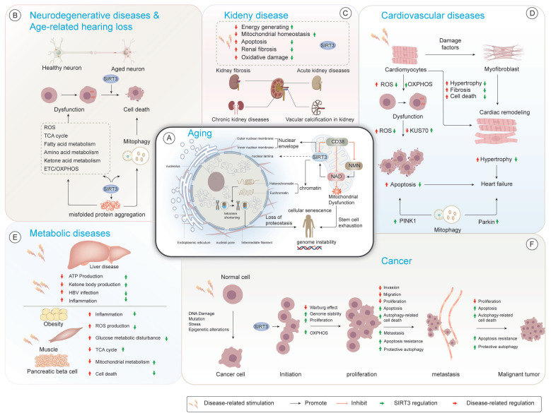 Roles of SIRT3 in aging and aging-related diseases.