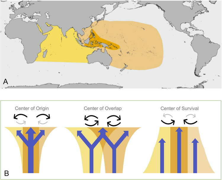 Integrating hotspot dynamics and centers of diversity: a review of Indo-Australian Archipelago biogeographic evolution and conservation.