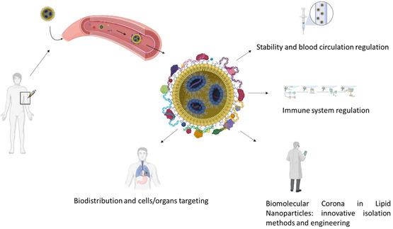 Therapeutic Implications of Biomolecular Corona on Lipid Nanoparticle-Based Gene Delivery Systems.